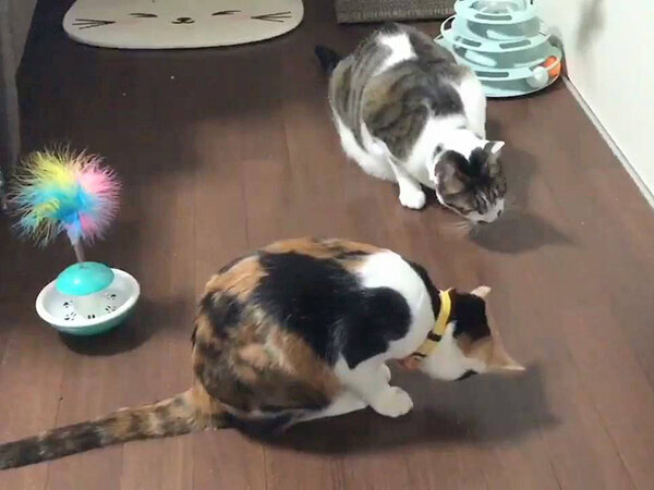 猫ペットシッター