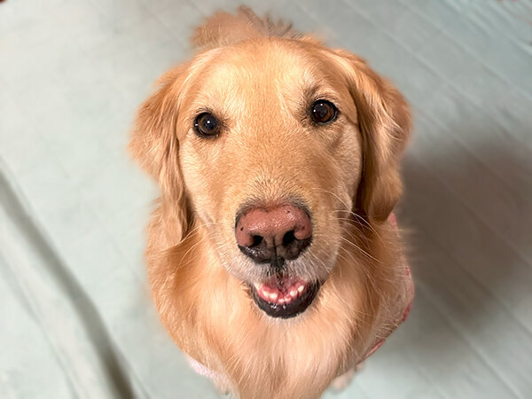 大型犬ゴールデンレトリーバーペットシッター