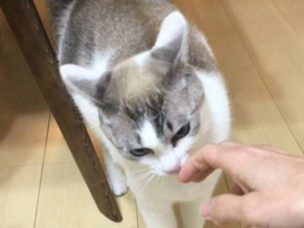 猫ペットシッター