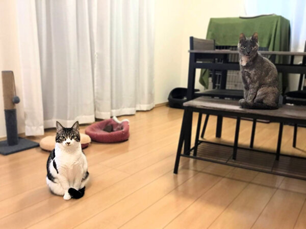 猫ペットシッター