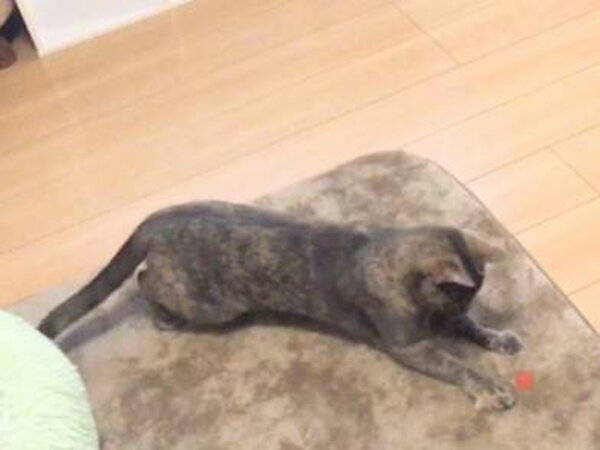 猫ペットシッター