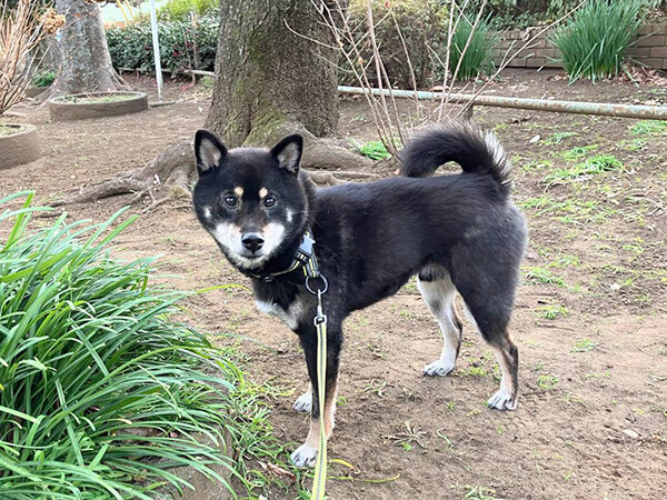 豆柴犬ペットシッター散歩