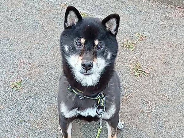 豆柴犬ペットシッター散歩