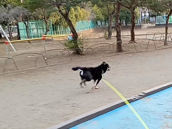 豆柴犬ペットシッター散歩