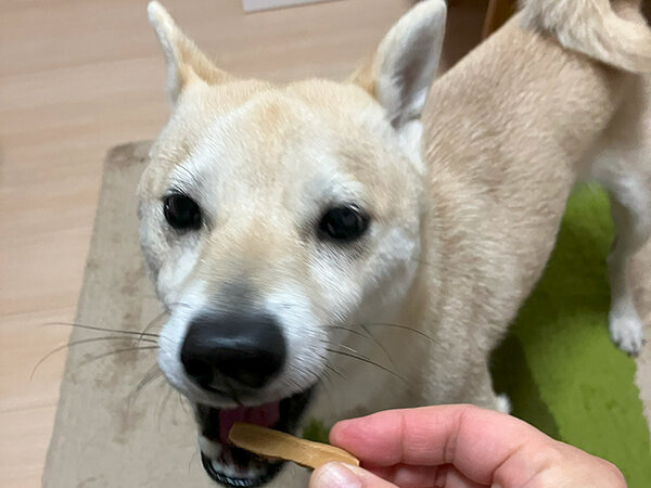 豆柴犬ペットシッター