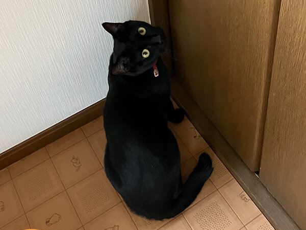 黒猫ペットシッター