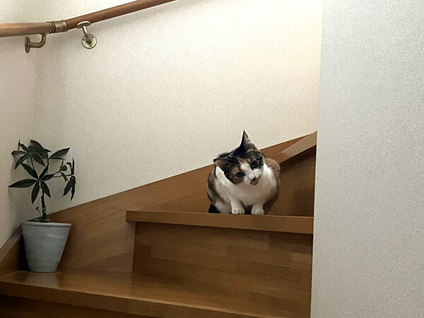 猫ペットシッター