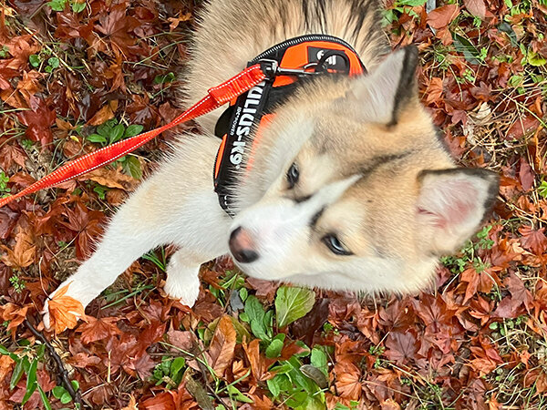 ポメラニアン×シベリアンハスキーMIX犬ペットシッター