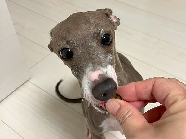 イタリアングレーハウンド犬ペットシッター