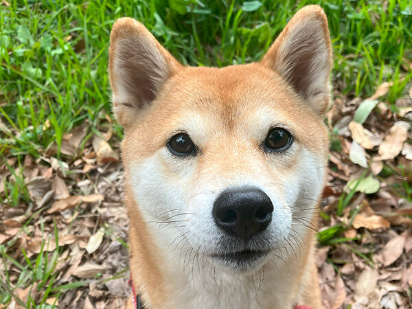 豆柴犬ペットシッター