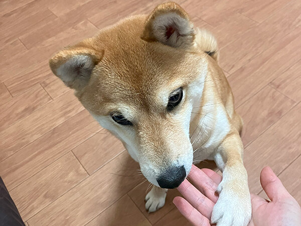 豆柴犬ペットシッター