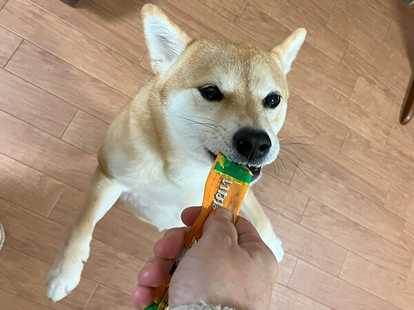 豆柴犬ペットシッター