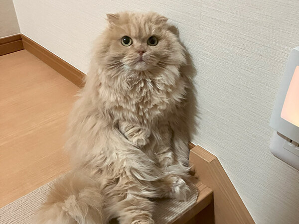 猫ペットシッター