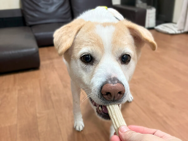 MIX中型犬ペットシッターおやつ