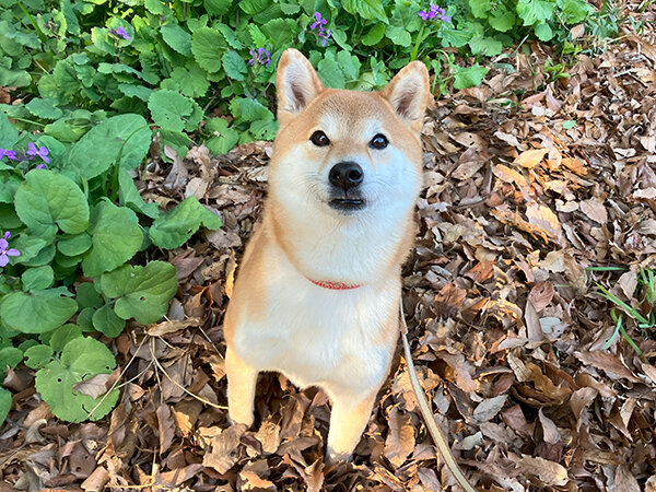 柴犬ペットホテル散歩