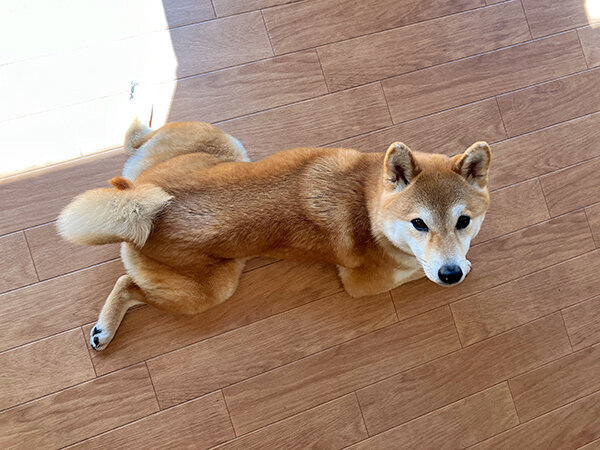 柴犬、中型MIX犬ペットホテル