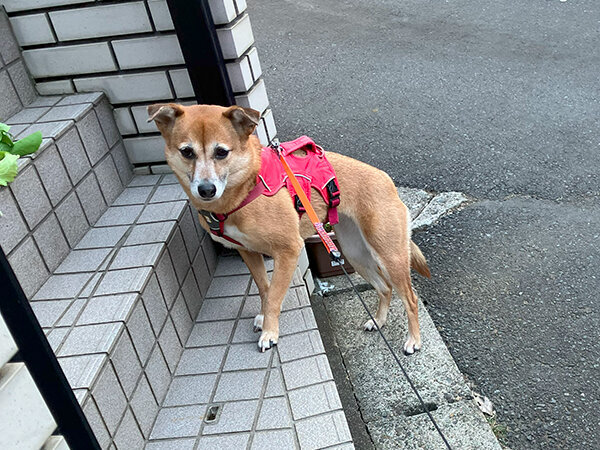 中型MIX犬ペットホテル散歩