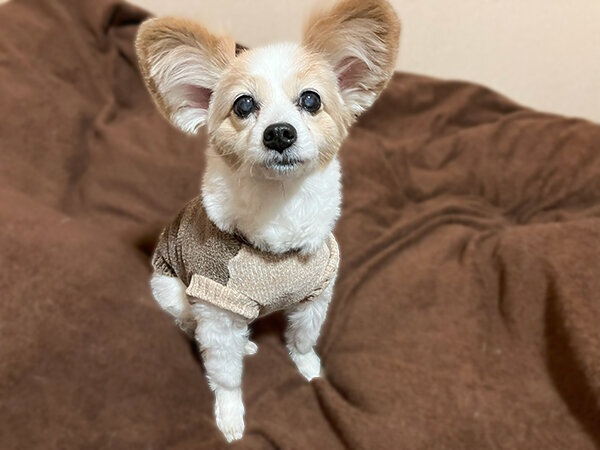 小型犬パピヨンペットホテル