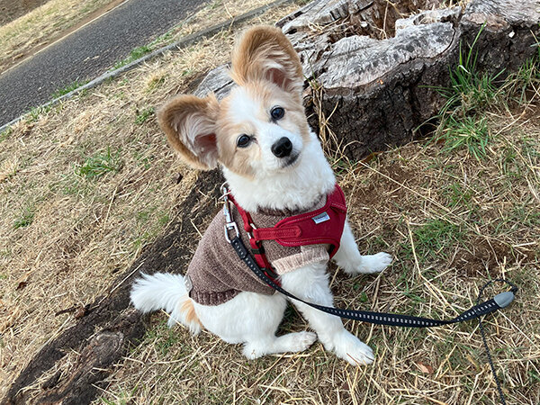 小型犬パピヨンペットホテル