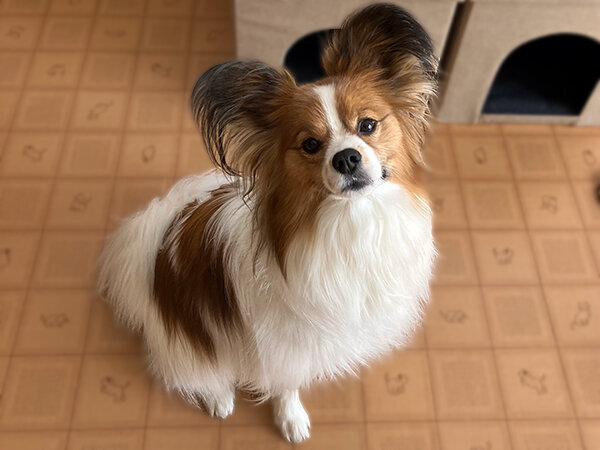 小型犬パピヨンペットホテル