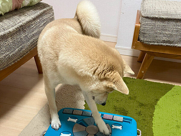 豆柴犬ペットシッター