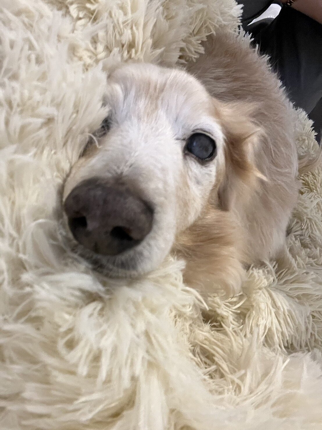 東大阪市のペットシッターわんちゃんのお世話🐶 | スマイルエイト