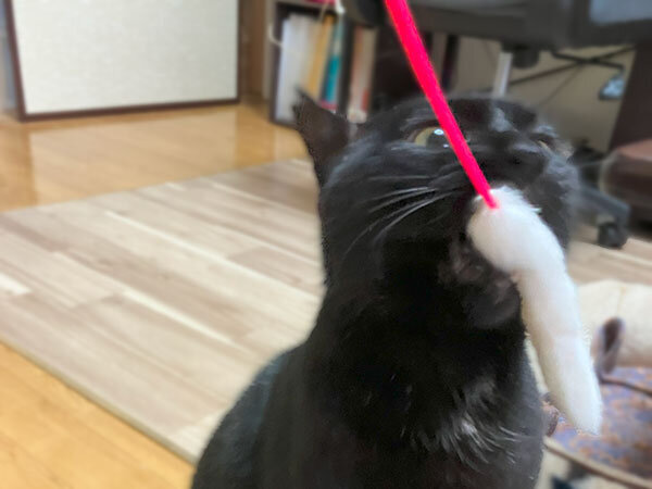 黒猫ペットシッター