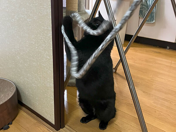 黒猫ペットシッター