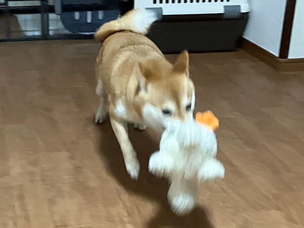 豆柴犬ペットホテル
