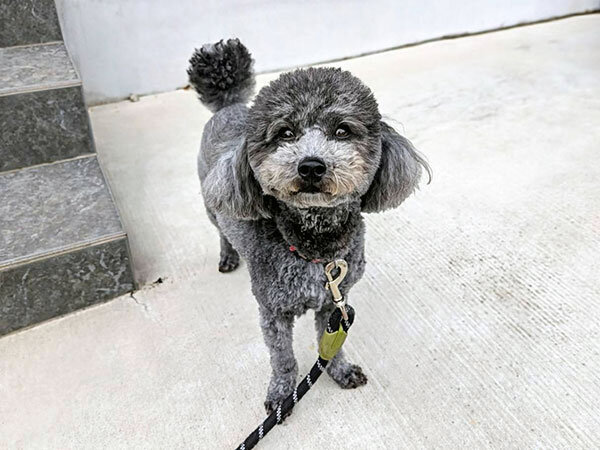 小型犬トイプードルペットシッター