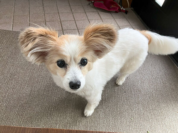 小型犬パピヨンペットホテル