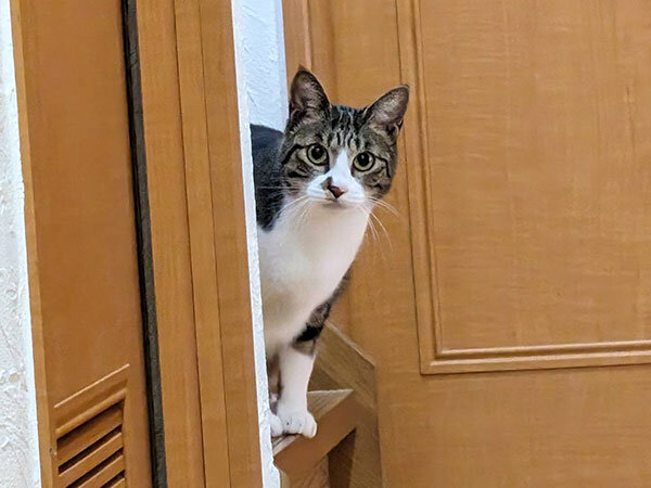 猫ペットシッター