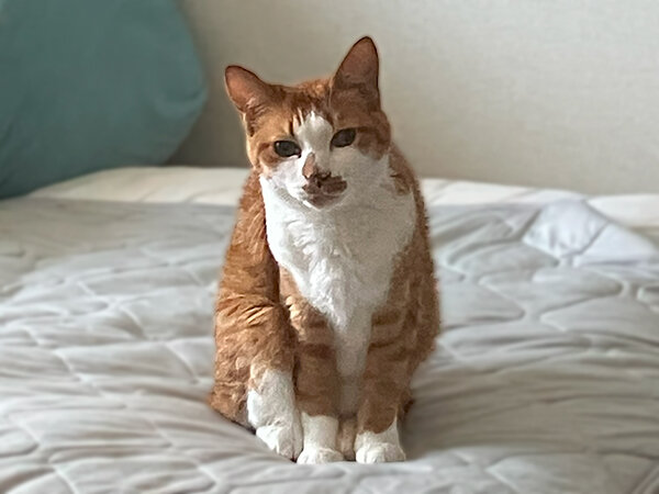 猫ペットシッター