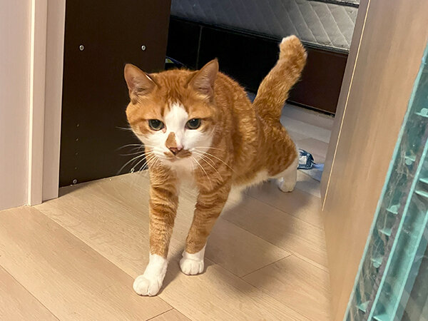 猫ペットシッター