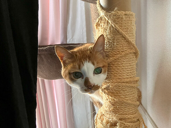 猫ペットシッター