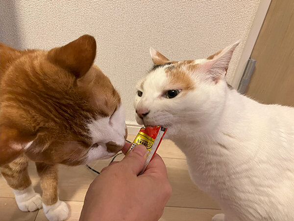 猫ペットシッター