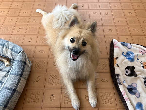 小型MIX犬ポメラニアン、パグペットシッター