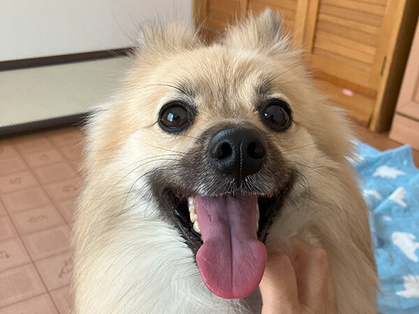 小型MIX犬ポメラニアン、パグペットシッター