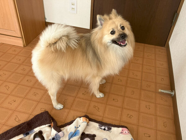 小型MIX犬ポメラニアン、パグペットシッター