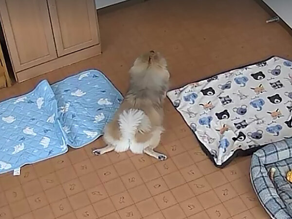 小型MIX犬ポメラニアン、パグペットシッター