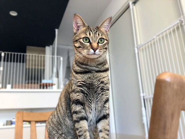 猫ペットシッター