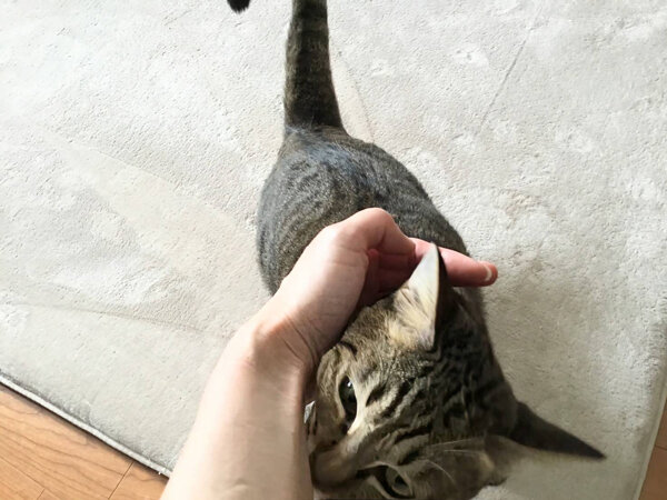猫ペットシッター