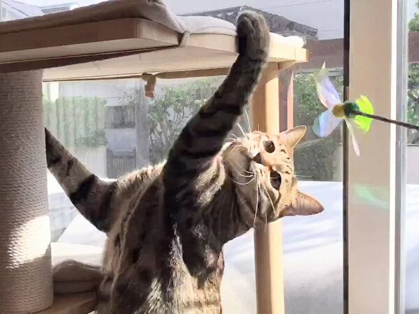 猫ペットシッター