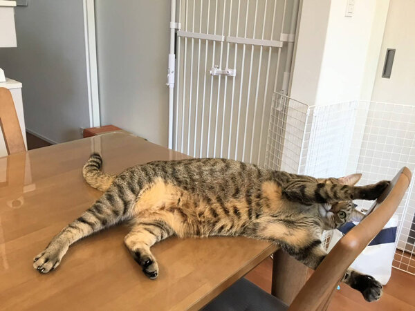 猫ペットシッター