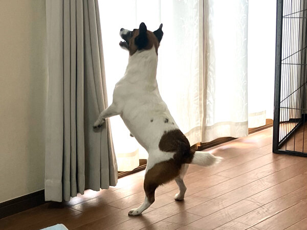 小型犬ジャックラッセルテリアペットホテル
