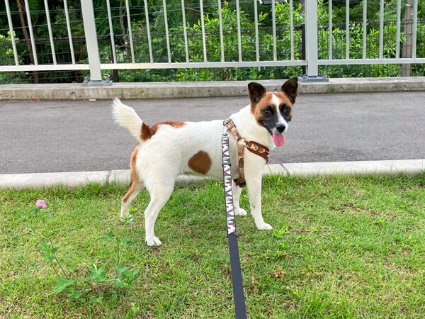 小型犬ジャックラッセルテリアペットホテル