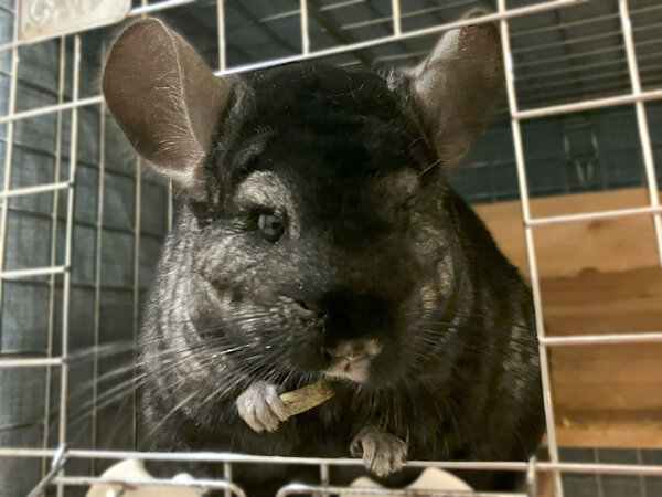 小動物チンチラペットシッター