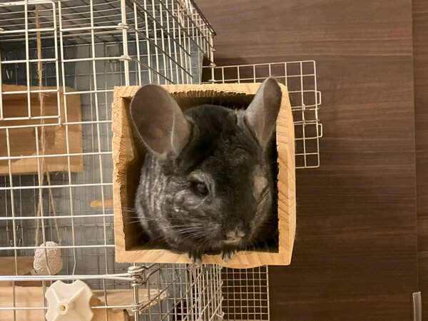 小動物チンチラペットシッター