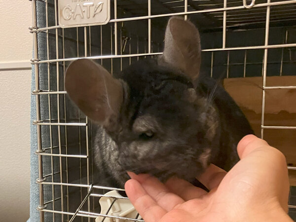 小動物チンチラペットシッター