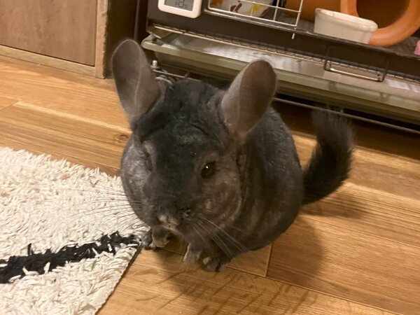 小動物チンチラペットシッター